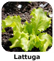 Lattuga